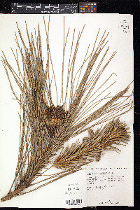 Pinus elliottii image