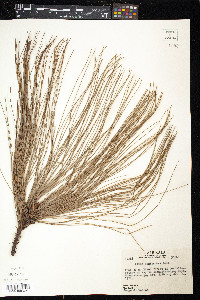 Pinus montezumae image