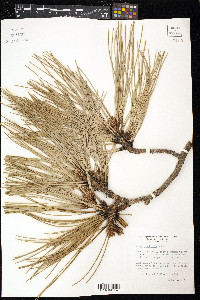 Pinus ponderosa image