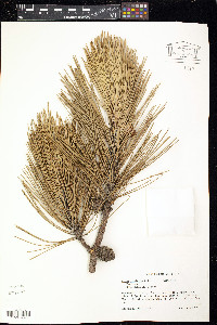 Pinus resinosa image