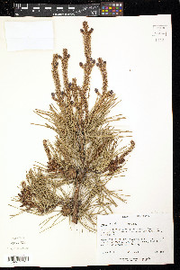 Pinus rigida image