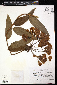 Bomarea andreana image