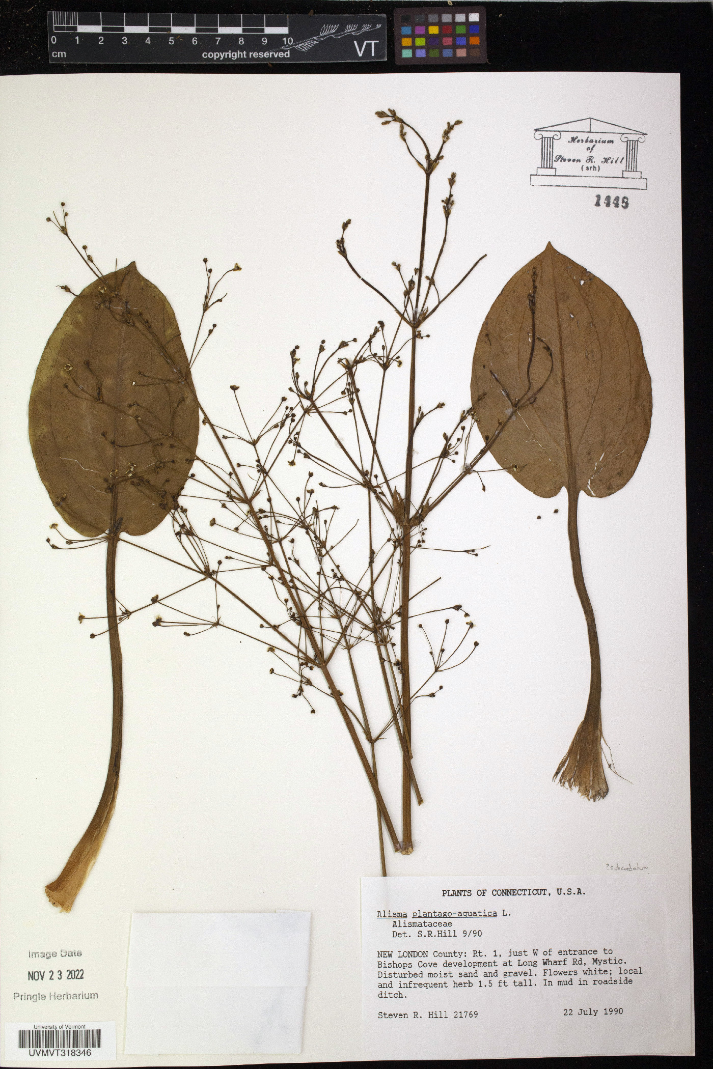 Alisma plantago-aquatica image
