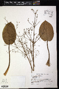 Alisma plantago-aquatica image