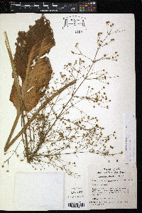 Alisma subcordatum image