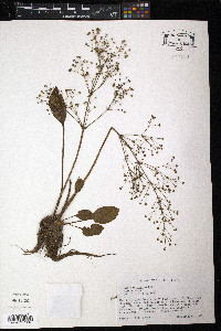 Alisma subcordatum image