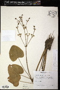 Echinodorus berteroi image