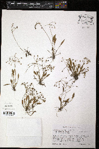 Echinodorus tenellus image