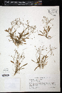 Echinodorus tenellus image