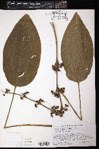 Helanthium tenellum image