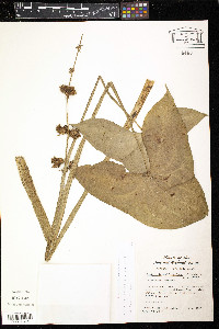 Sagittaria australis image