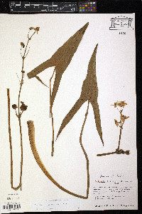 Sagittaria engelmanniana image