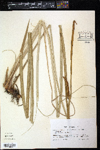 Acorus calamus image