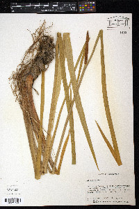 Acorus calamus image
