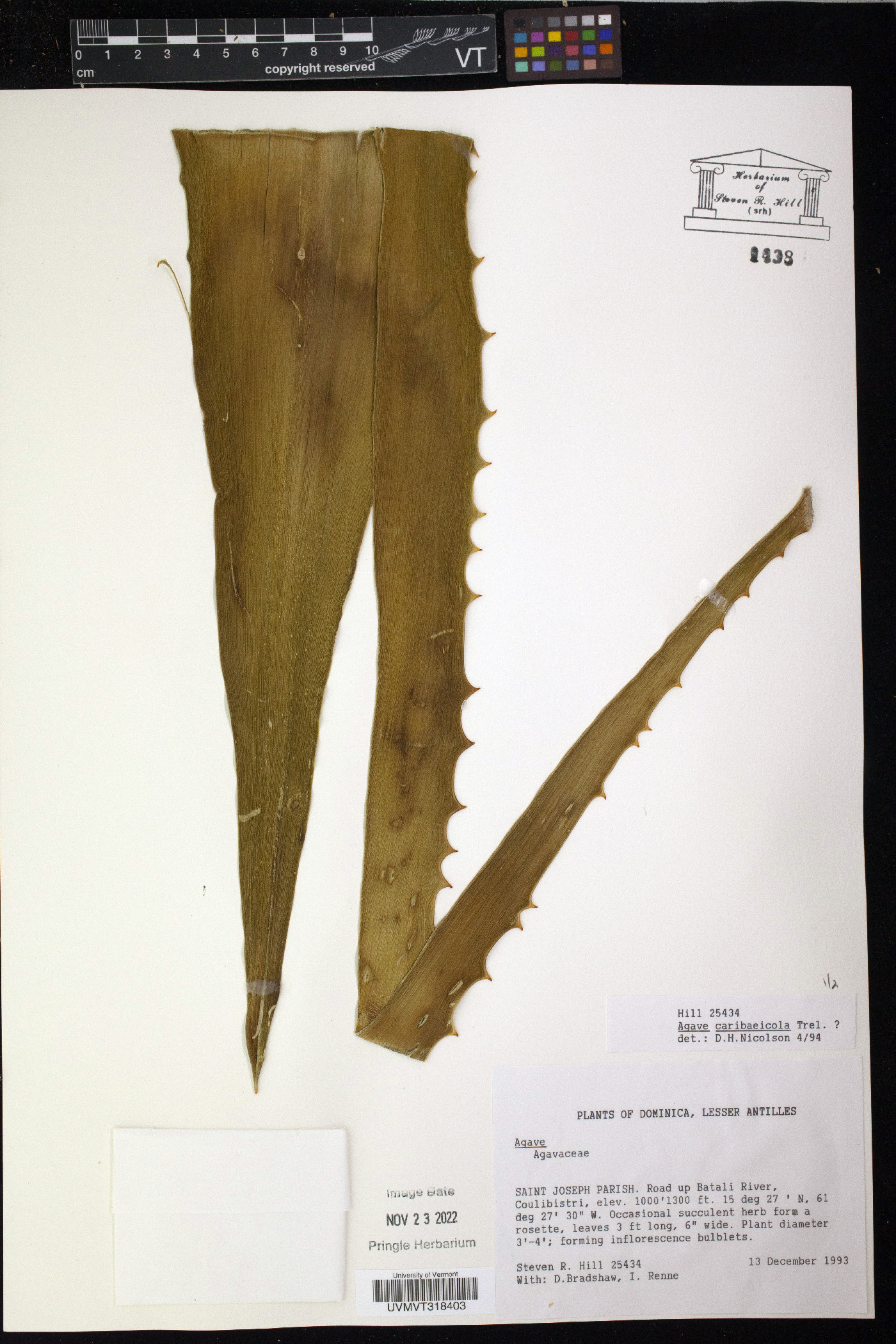 Agave caribaeicola image
