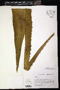Agave caribaeicola image