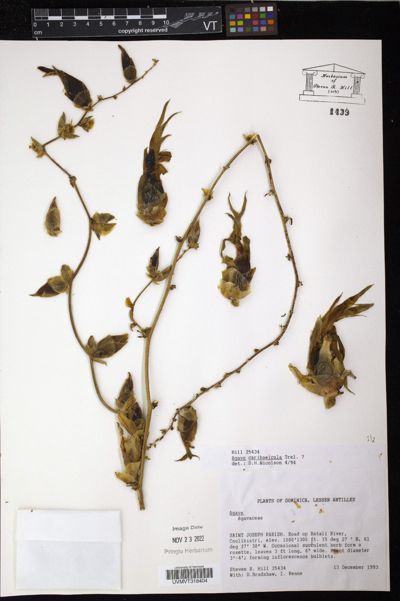 Agave caribaeicola image
