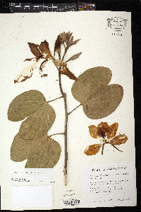 Bauhinia × blakeorum image