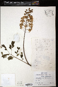 Caesalpinia decapetala image