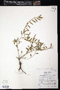 Chamaecrista calycioides image