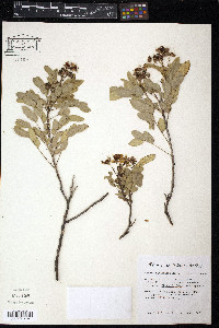 Senna ligustrina image