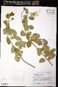 Cassia bicapsularis image