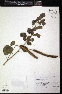Cassia bicapsularis image