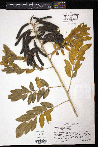 Senna marilandica image