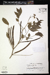 Senna occidentalis image