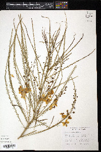 Parkinsonia aculeata image