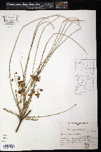 Parkinsonia aculeata image