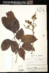 Peltogyne venosa image