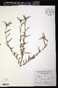 Aeschynomene americana image