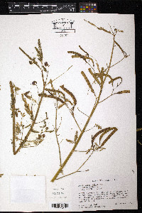 Aeschynomene rudis image