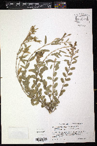 Alysicarpus vaginalis image