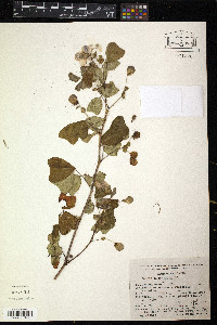 Amicia zygomeris image