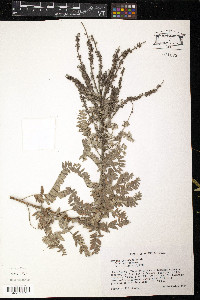 Amorpha canescens image