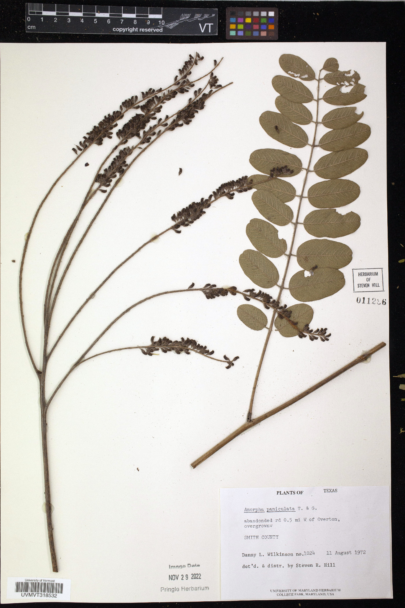 Amorpha paniculata image