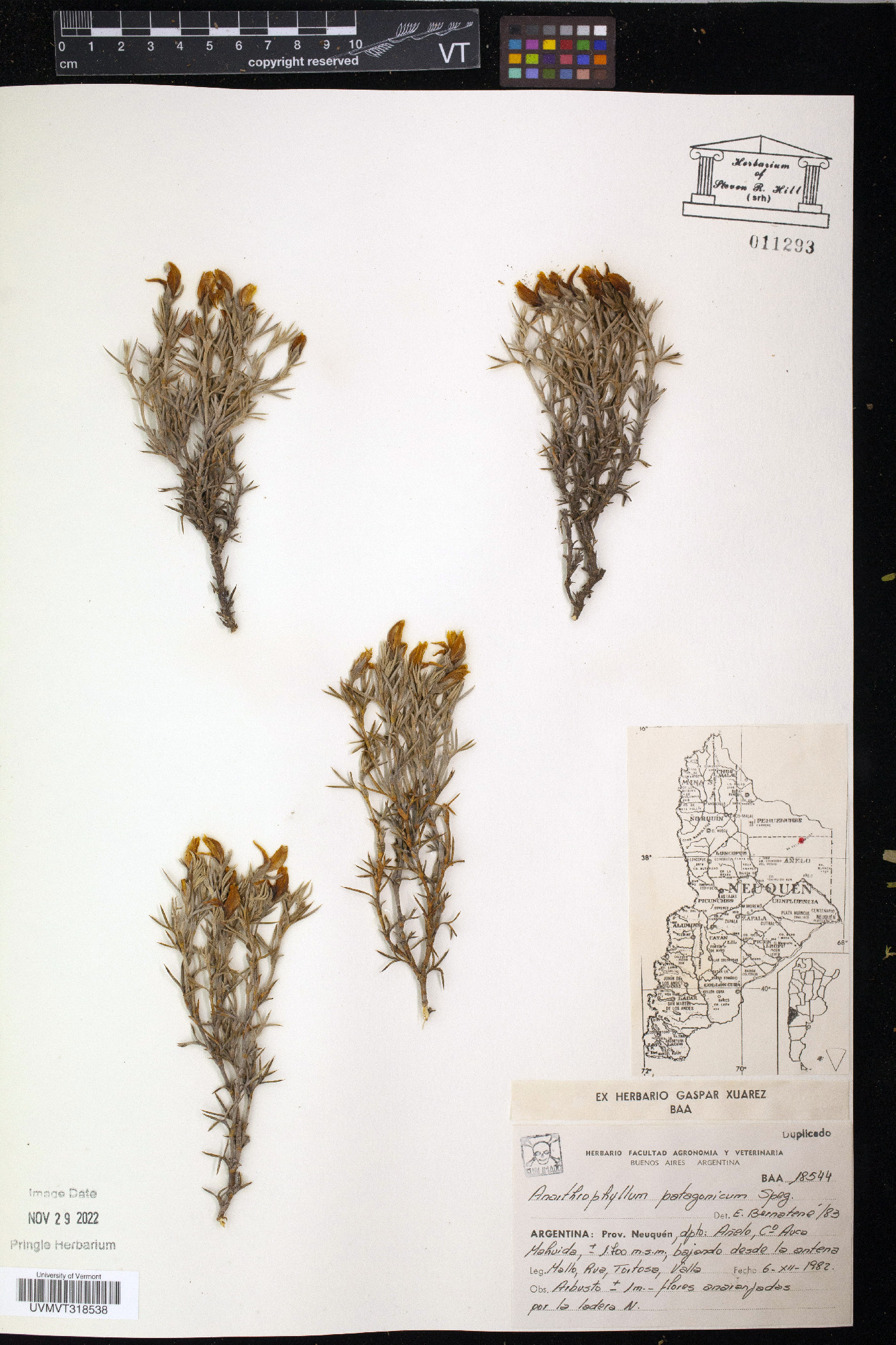 Anarthrophyllum patagonicum image