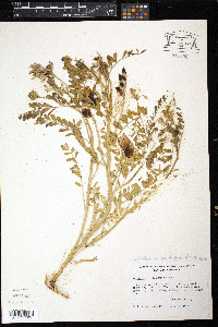 Astragalus lentiginosus var. diphysus image