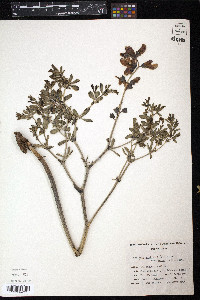 Baptisia australis image