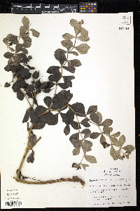 Baptisia bracteata image