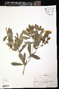 Baptisia bracteata image