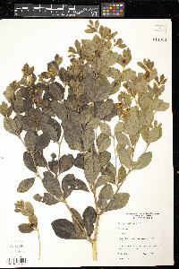 Baptisia nuttalliana image