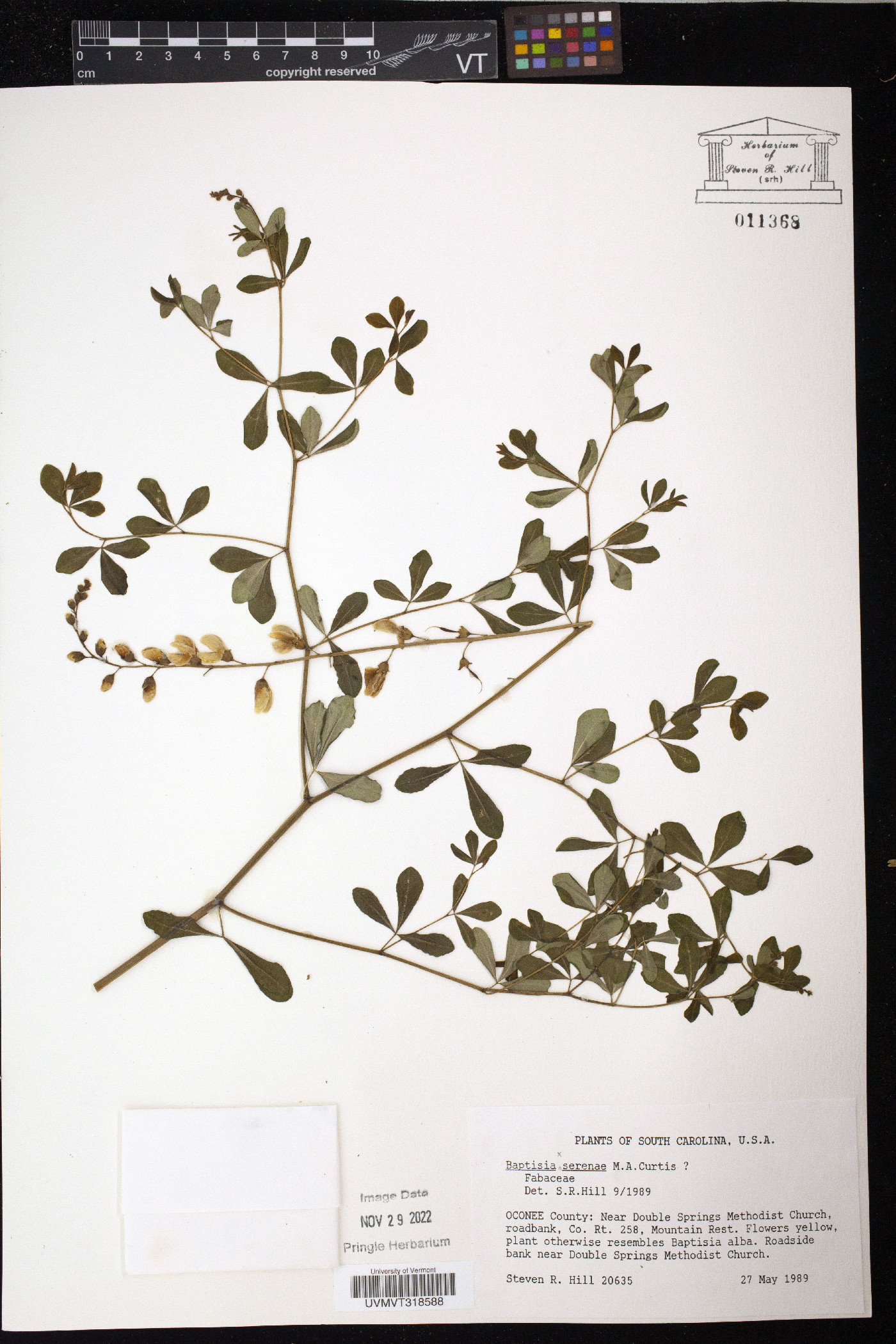 Baptisia serenae image