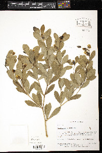Baptisia sphaerocarpa image
