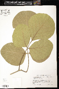 Butea monosperma image
