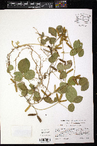 Calopogonium mucunoides image