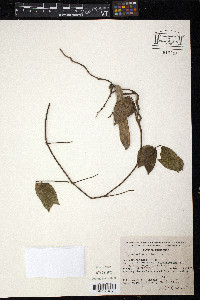 Canavalia villosa image