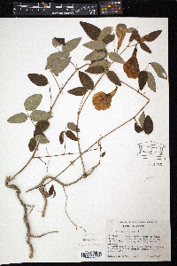 Clitoria mariana image